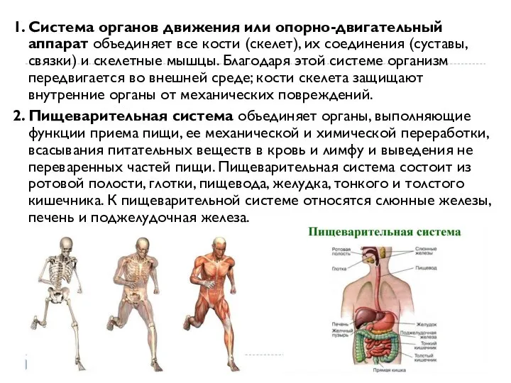 1. Система органов движения или опорно-двигательный аппарат объединяет все кости (скелет), их