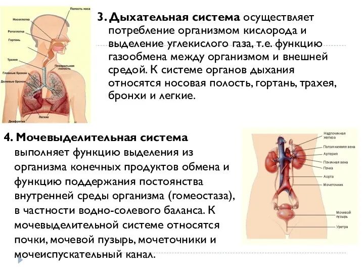 3. Дыхательная система осуществляет потребление организмом кислорода и выделение углекислого газа, т.е.