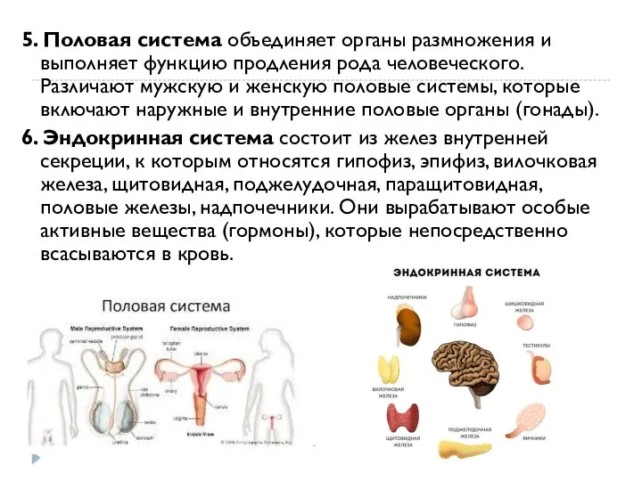 5. Половая система объединяет органы размножения и выполняет функцию продления рода человеческого.