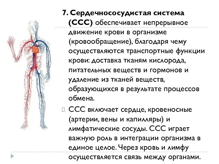 7. Сердечнососудистая система (ССС) обеспечивает непрерывное движение крови в организме (кровообращение), благодаря