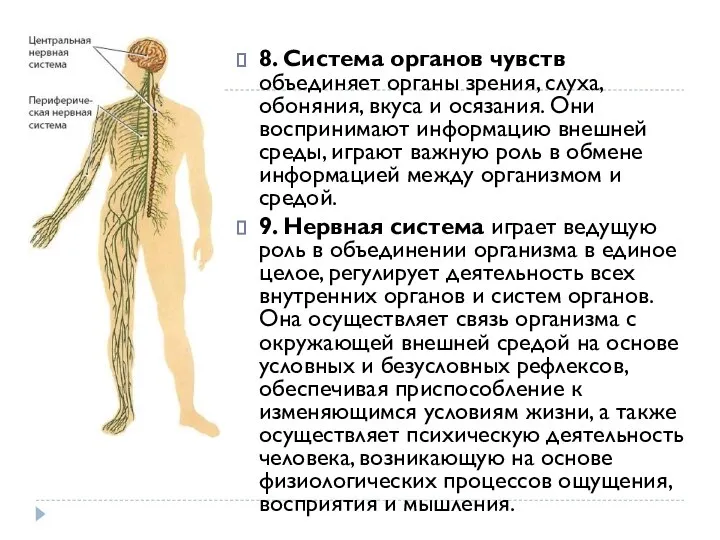 8. Система органов чувств объединяет органы зрения, слуха, обоняния, вкуса и осязания.