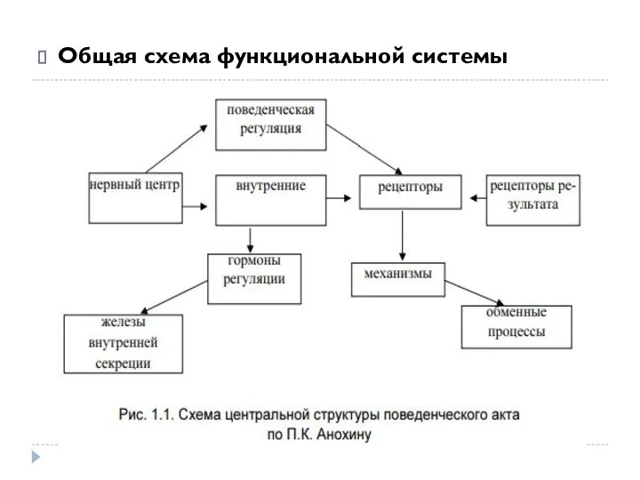 Общая схема функциональной системы