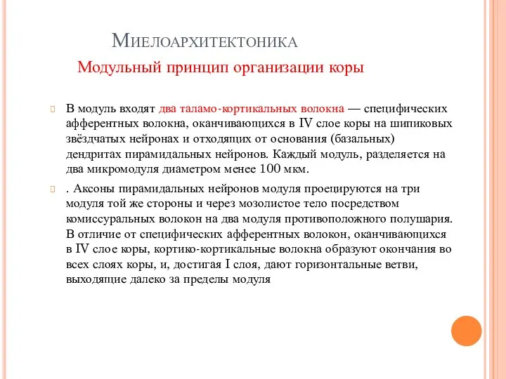 Миелоархитектоника В модуль входят два таламо-кортикальных волокна — специфических афферентных волокна, оканчивающихся