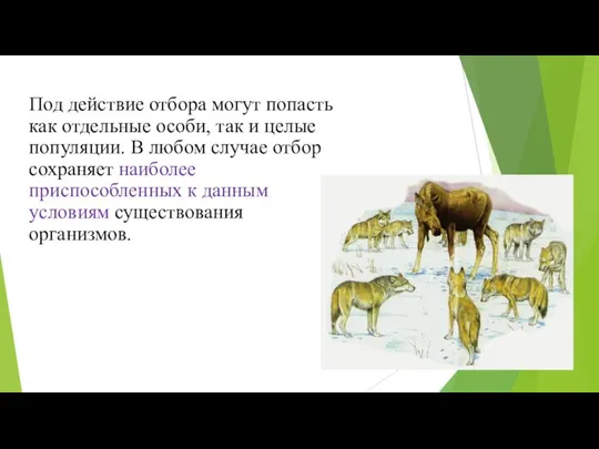 Под действие отбора могут попасть как отдельные особи, так и целые популяции.