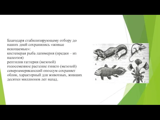 Благодаря стабилизирующему отбору до наших дней сохранились «живые ископаемые»: кистеперая рыба латимерия