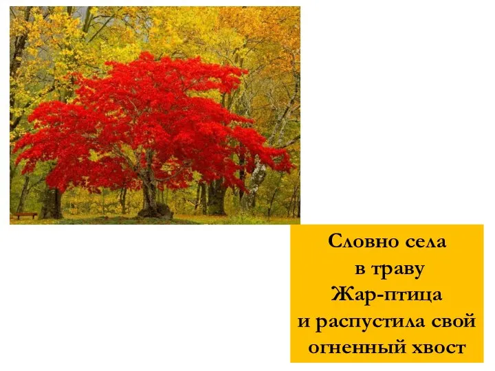 Словно села в траву Жар-птица и распустила свой огненный хвост