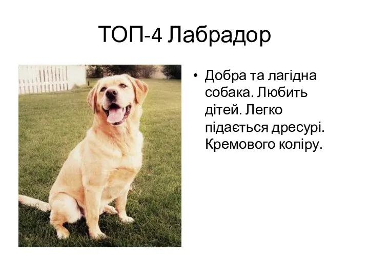 ТОП-4 Лабрадор Добра та лагідна собака. Любить дітей. Легко підається дресурі. Кремового коліру.