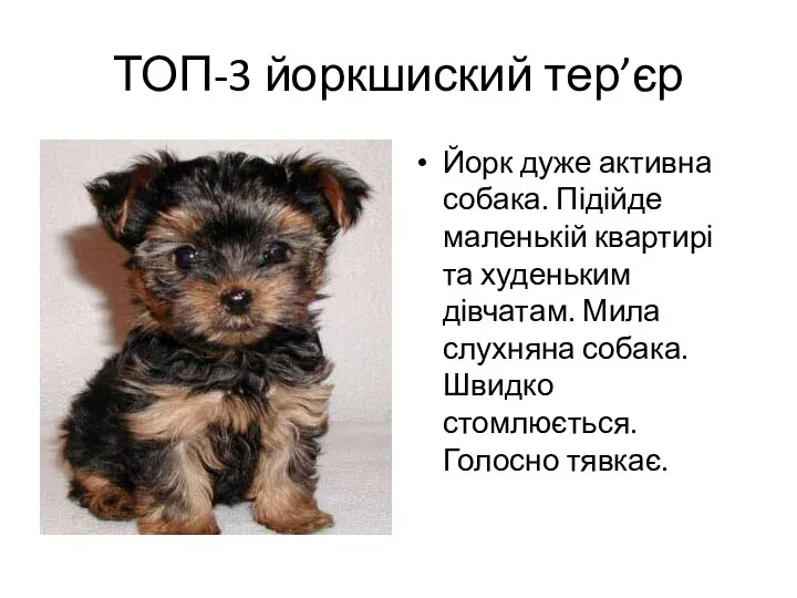 ТОП-3 йоркшиский тер’єр Йорк дуже активна собака. Підійде маленькій квартирі та худеньким