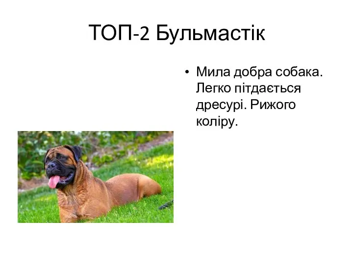 ТОП-2 Бульмастік Мила добра собака. Легко пітдається дресурі. Рижого коліру.