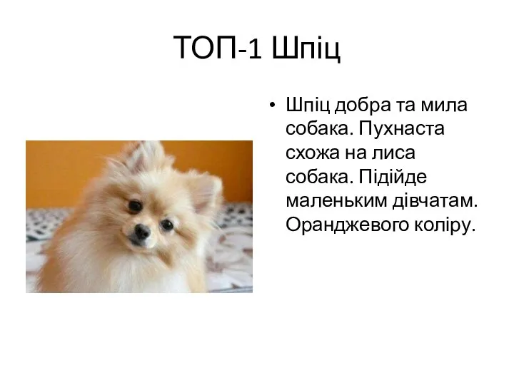 ТОП-1 Шпіц Шпіц добра та мила собака. Пухнаста схожа на лиса собака.