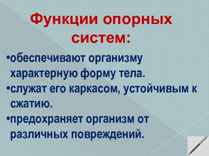 обеспечивают организму характерную форму тела. служат его каркасом, устойчивым к сжатию. предохраняет