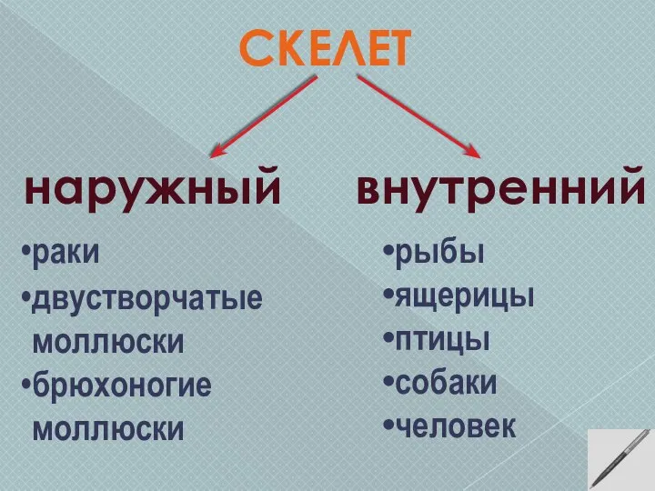 СКЕЛЕТ внутренний наружный раки двустворчатые моллюски брюхоногие моллюски рыбы ящерицы птицы собаки человек