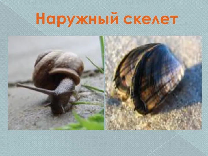 Наружный скелет