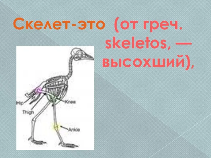 (от греч. skeletos, — высохший), Скелет-это