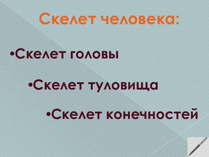 Скелет человека: Скелет головы Скелет туловища Скелет конечностей