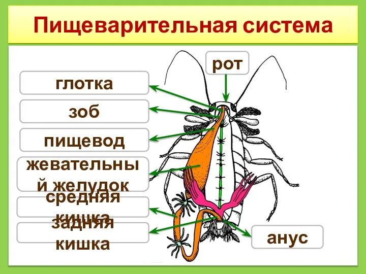 Пищеварительная система зоб глотка пищевод средняя кишка задняя кишка жевательный желудок анус рот