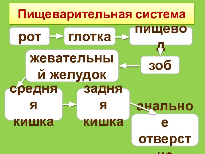 Пищеварительная система рот зоб глотка пищевод жевательный желудок средняя кишка задняя кишка анальное отверстие