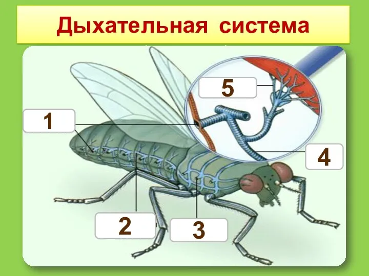 Дыхательная система дыхальца Как вентилируются трахеи? трахеи 5 4 1 2 3