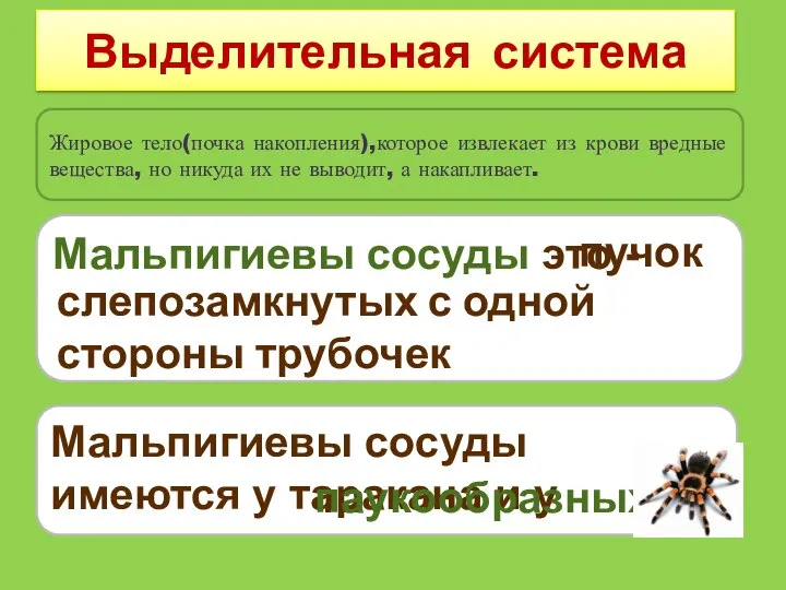 Выделительная система Мальпигиевы сосуды это - слепозамкнутых с одной стороны трубочек пучок