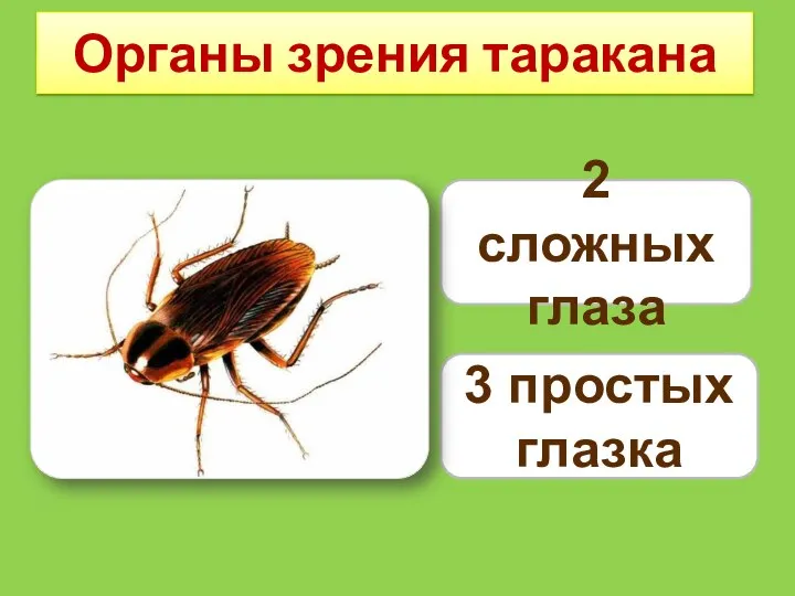 Органы зрения таракана 2 сложных глаза 3 простых глазка