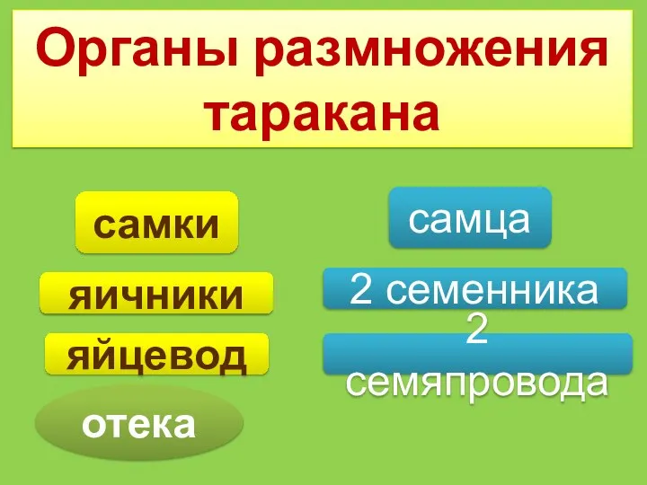 Органы размножения таракана самки самца яичники яйцевод 2 семенника 2 семяпровода отека