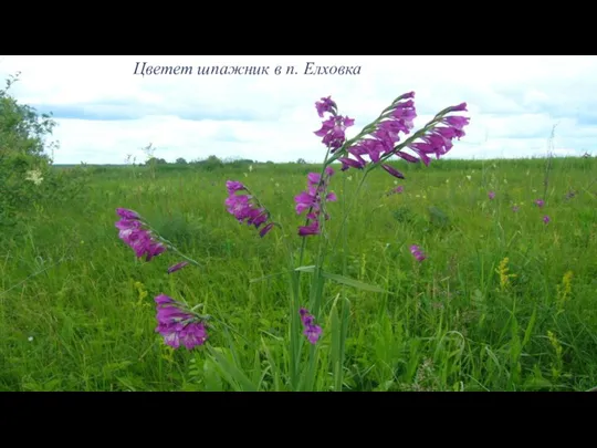 Цветет шпажник в п. Елховка