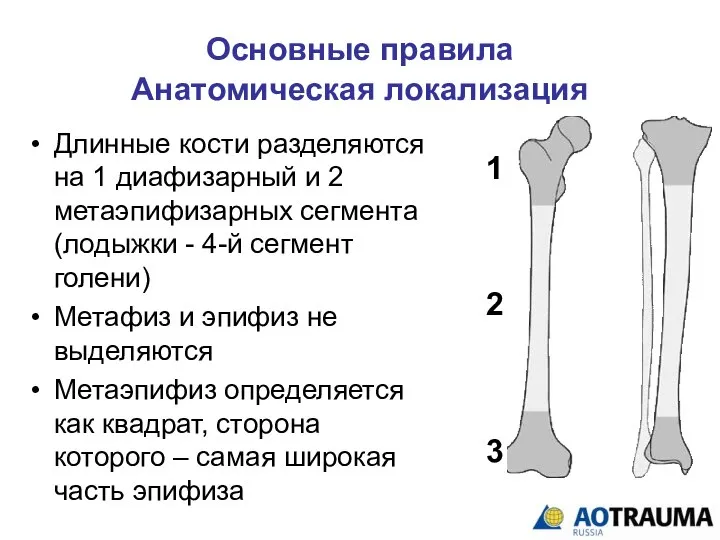 Основные правила Анатомическая локализация Длинные кости разделяются на 1 диафизарный и 2