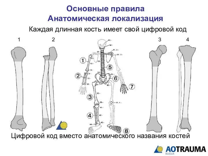 Основные правила Анатомическая локализация Цифровой код вместо анатомического названия костей 1 2