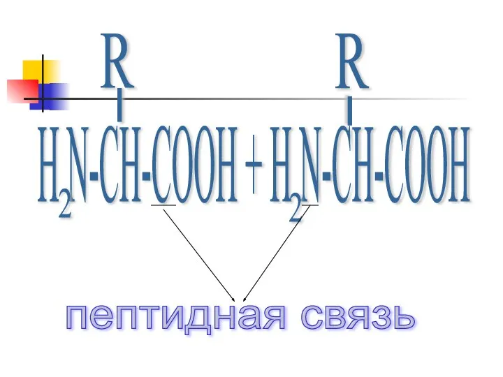 H N-CH-COOH + H N-CH-COOH 2 2 R R - - пептидная связь