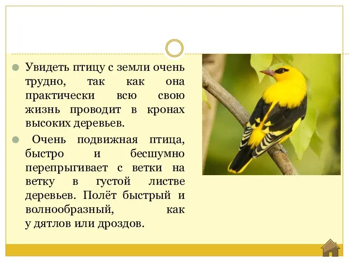 Увидеть птицу с земли очень трудно, так как она практически всю свою