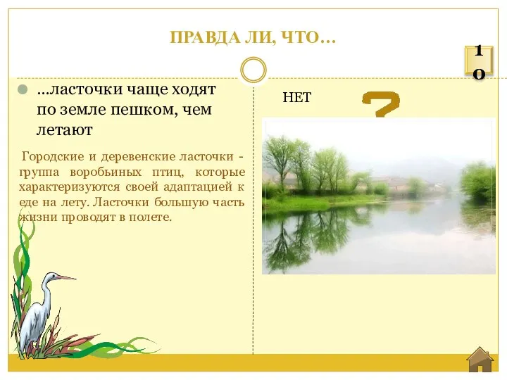 ПРАВДА ЛИ, ЧТО… …ласточки чаще ходят по земле пешком, чем летают НЕТ