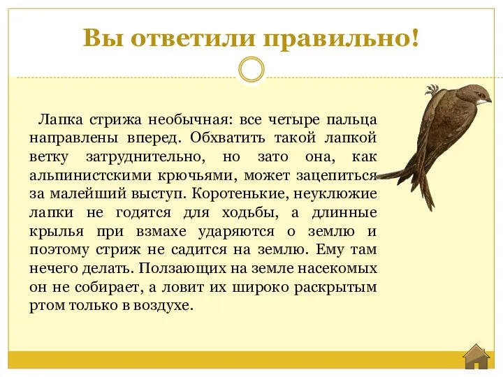 Вы ответили правильно! Лапка стрижа необычная: все четыре пальца направлены вперед. Обхватить