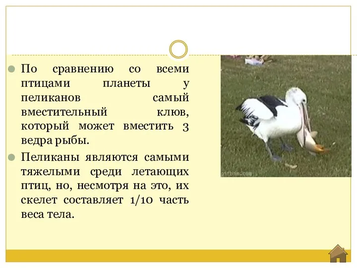 По сравнению со всеми птицами планеты у пеликанов самый вместительный клюв, который