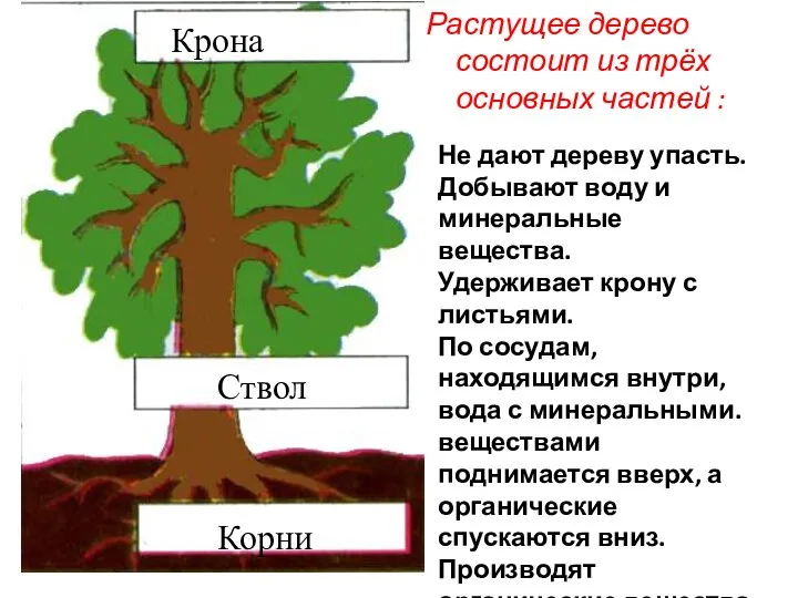 Крона Ствол Корни Растущее дерево состоит из трёх основных частей : Не