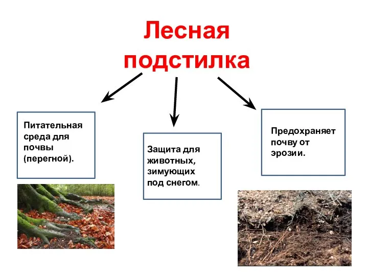 Лесная подстилка Питательная среда для почвы (перегной). Защита для животных, зимующих под