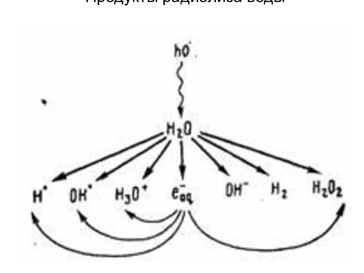Продукты радиолиза воды