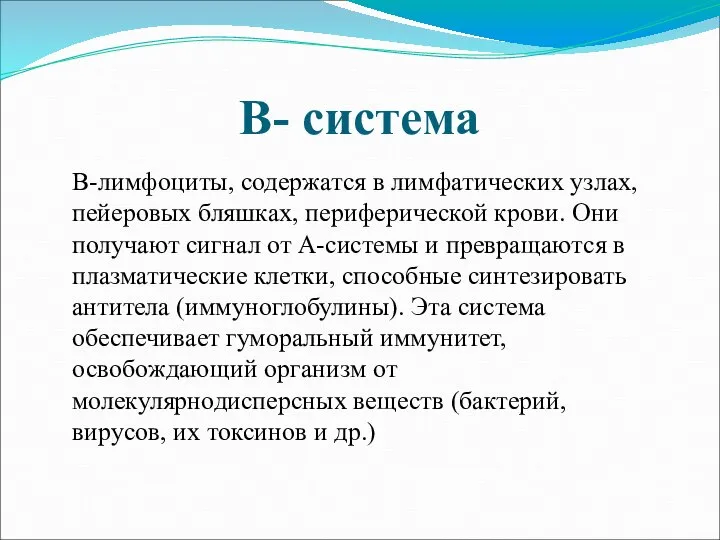 В- система В-лимфоциты, содержатся в лимфатических узлах, пейеровых бляшках, периферической крови. Они