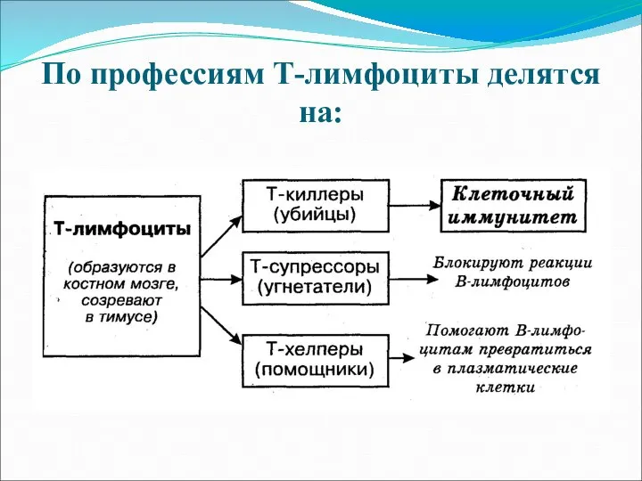 По профессиям Т-лимфоциты делятся на: