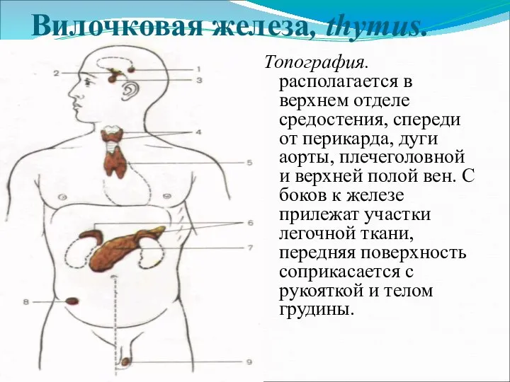 Вилочковая железа, thymus. Топография. располагается в верхнем отделе средостения, спереди от перикарда,