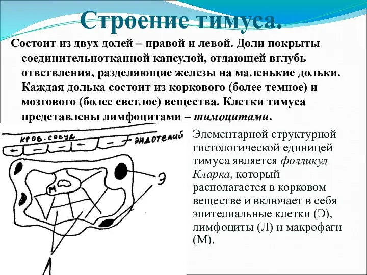 Строение тимуса. Состоит из двух долей – правой и левой. Доли покрыты