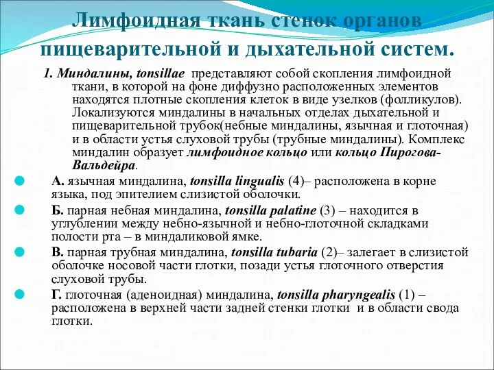 Лимфоидная ткань стенок органов пищеварительной и дыхательной систем. 1. Миндалины, tonsillae представляют