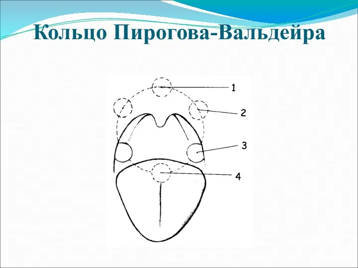 Кольцо Пирогова-Вальдейра