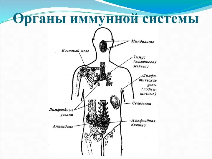 Органы иммунной системы