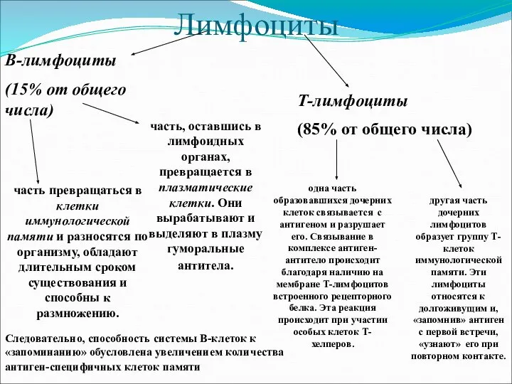 Лимфоциты В-лимфоциты (15% от общего числа) Т-лимфоциты (85% от общего числа) часть