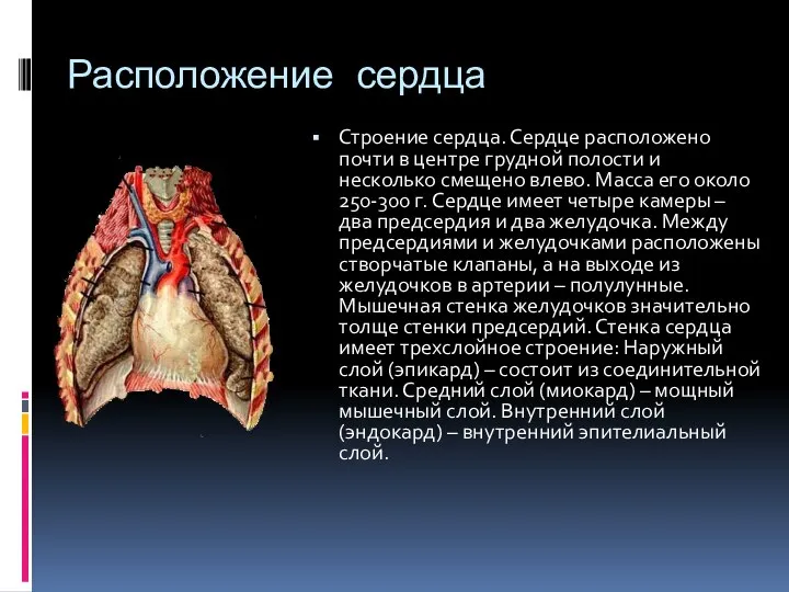 Расположение сердца Строение сердца. Сердце расположено почти в центре грудной полости и