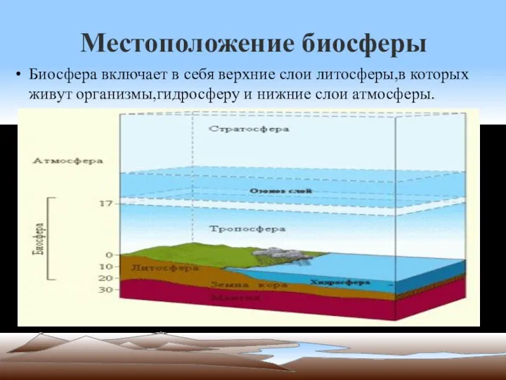 Местоположение биосферы Биосфера включает в себя верхние слои литосферы,в которых живут организмы,гидросферу и нижние слои атмосферы.