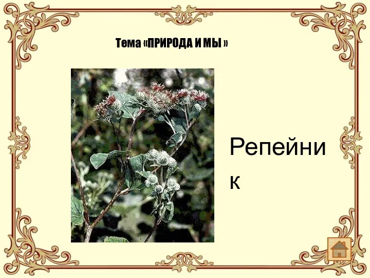 Репейник Тема «ПРИРОДА И МЫ »