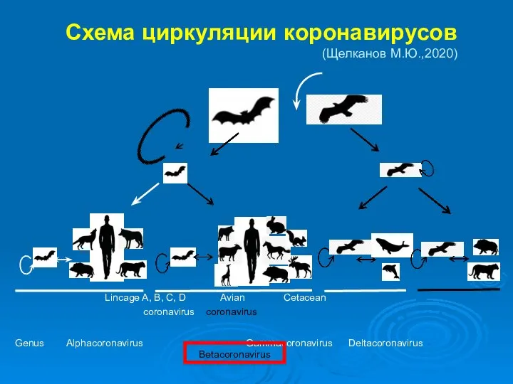 Схема циркуляции коронавирусов (Щелканов М.Ю.,2020) Lincage A, B, C, D Avian Cetacean