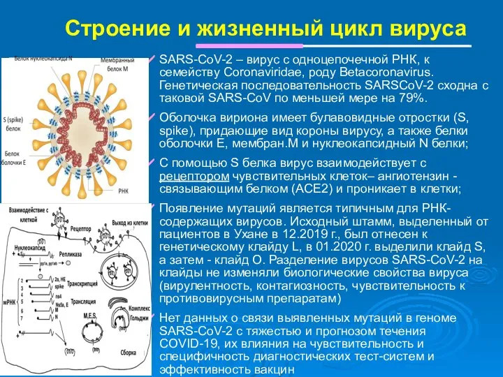 Строение и жизненный цикл вируса SARS-CoV-2 – вирус с одноцепочечной РНК, к