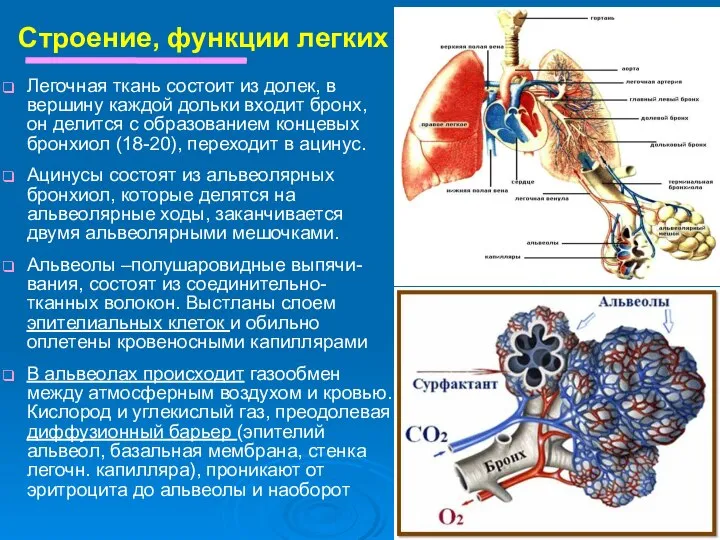 Строение, функции легких Легочная ткань состоит из долек, в вершину каждой дольки